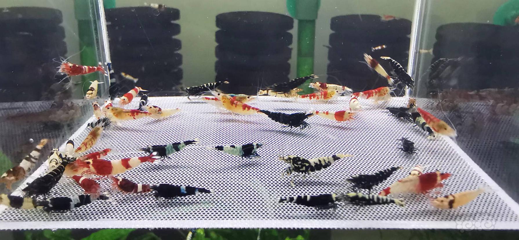 【虾】2022-11-14#RMB拍卖水晶虾一份50只-图2