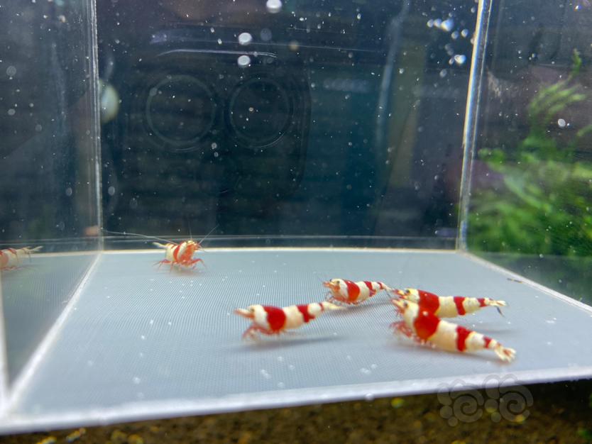 【虾】2022-11-20RMB拍卖经典三段 红爪基因红白相间7只-图3