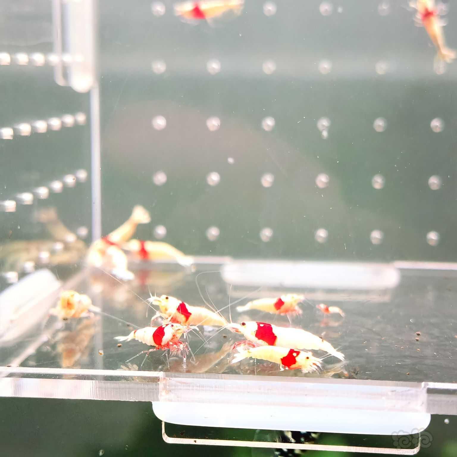 【虾螺】出纯血红白就剩两组2百只了，要的速度-图6