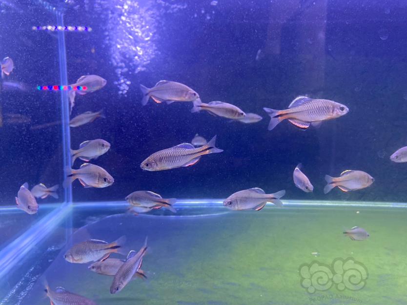 【出售】印尼虾虎 白边红须鱊-图6