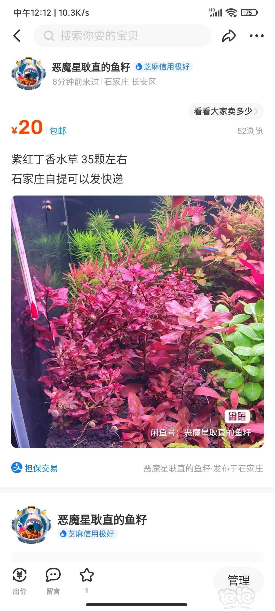 【出售】紫红丁香水草35根左右-图2