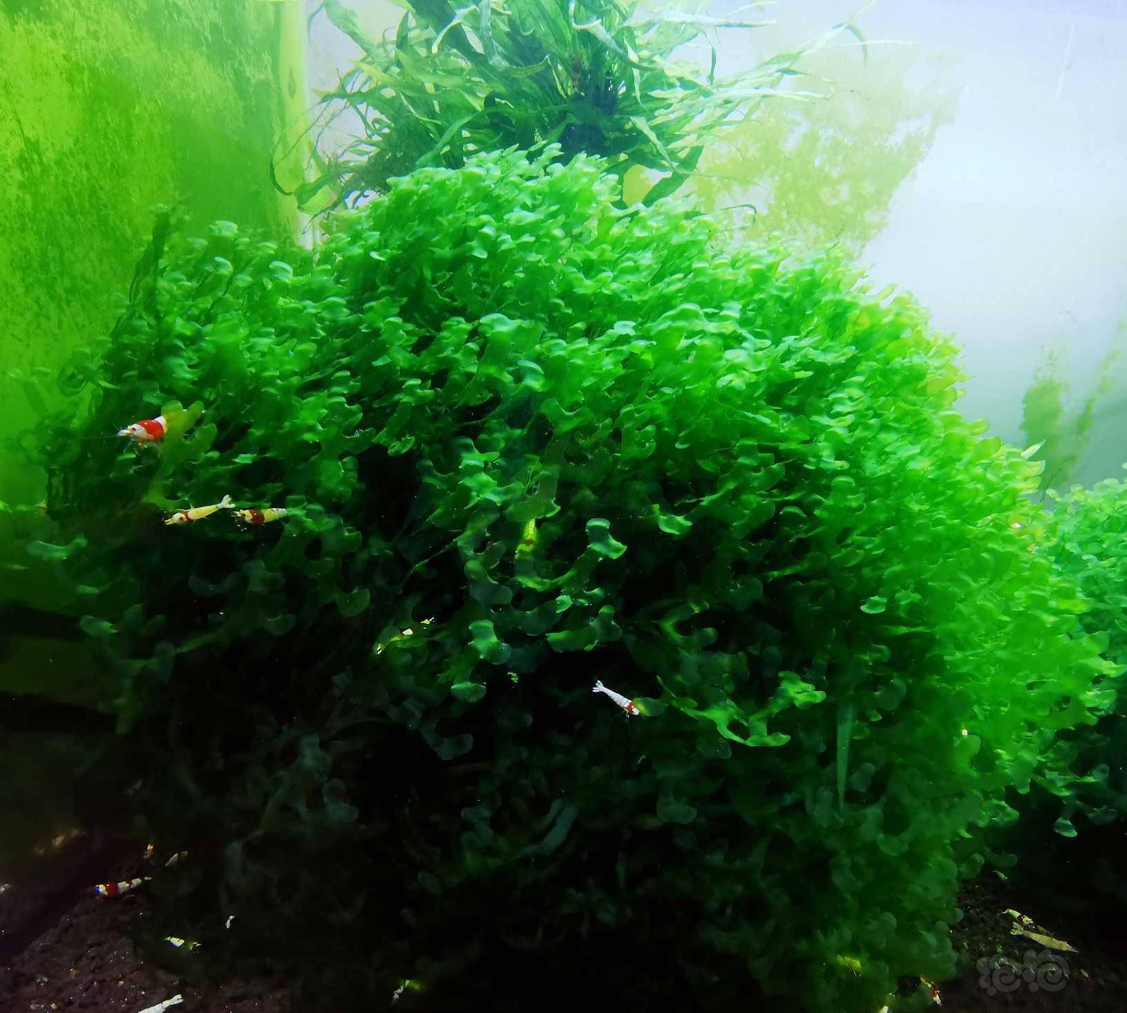 怪厥,专用养水晶虾之草,50克起,价格50元.-图2