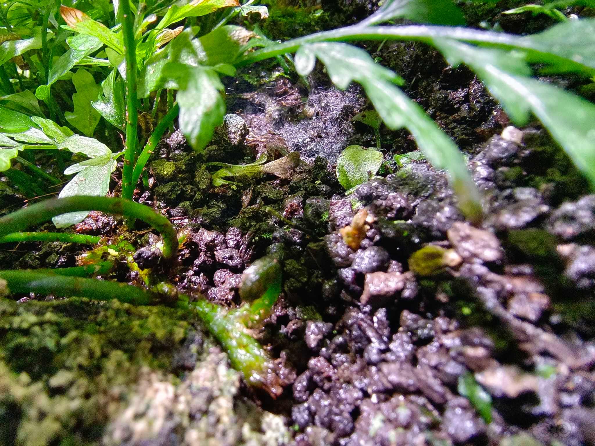 冬天的黑木蕨水上叶开始疯长-图3