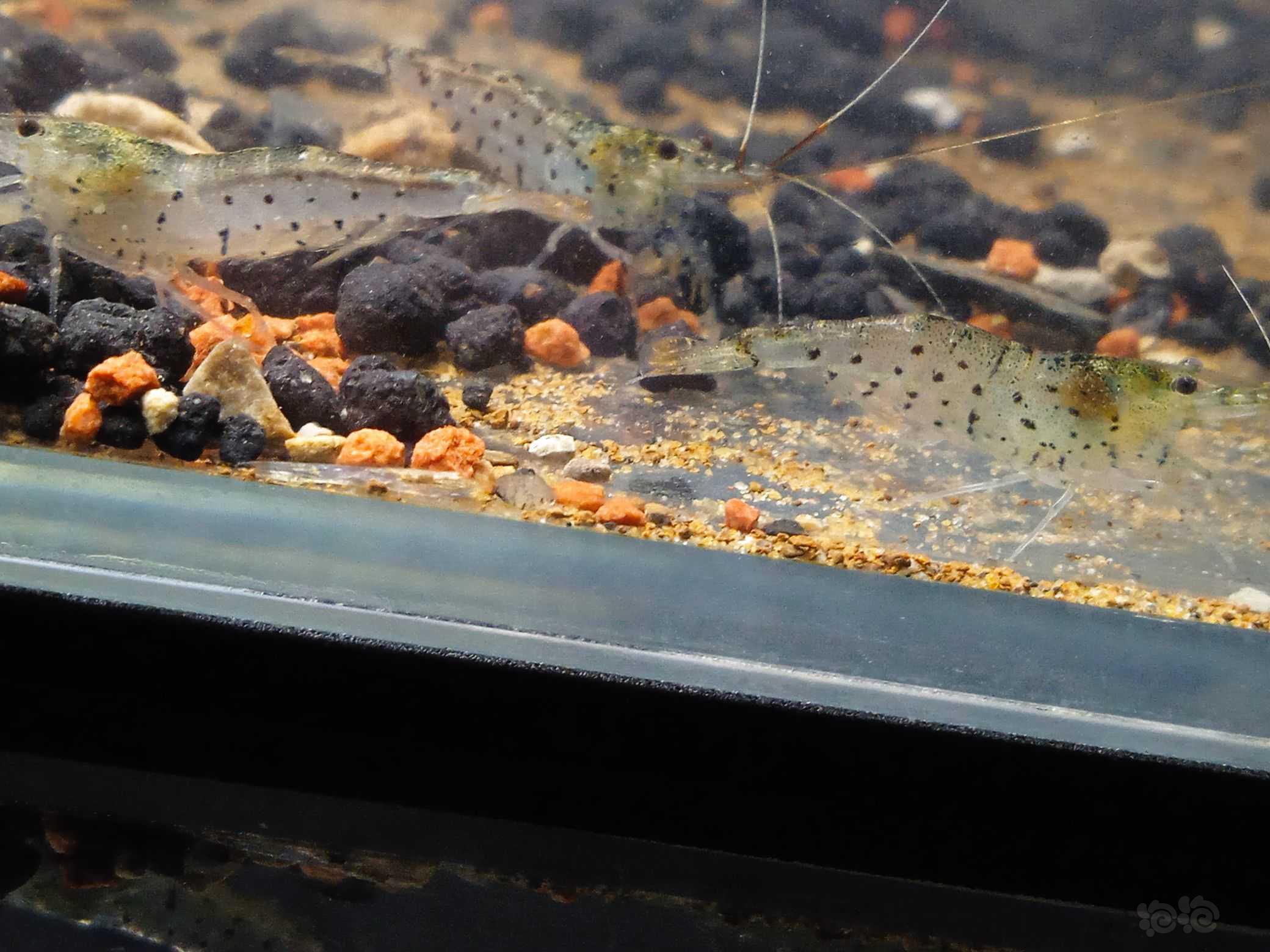 珍珠米虾-图4