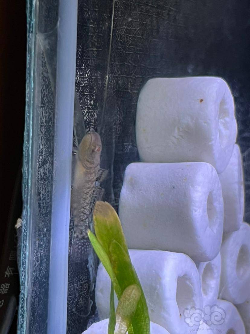 怎么区分虾虎的种类和公母呀-图4