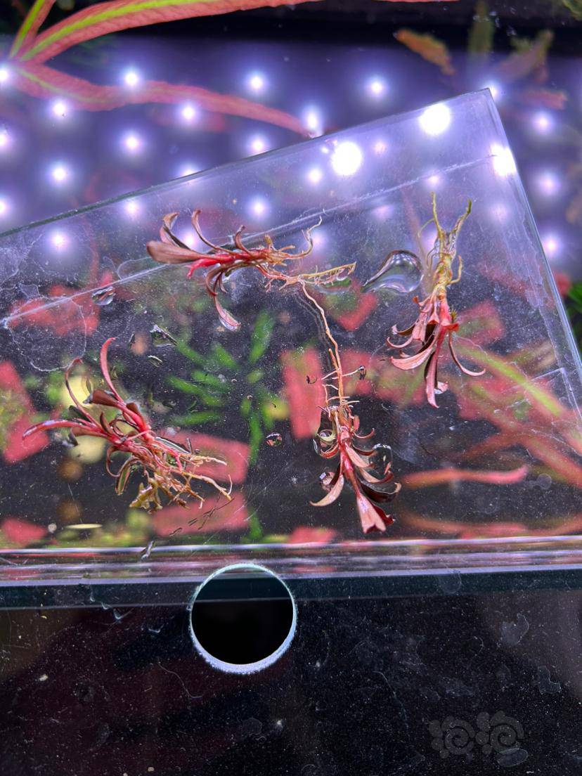 这辣椒榕是什么品种-图2