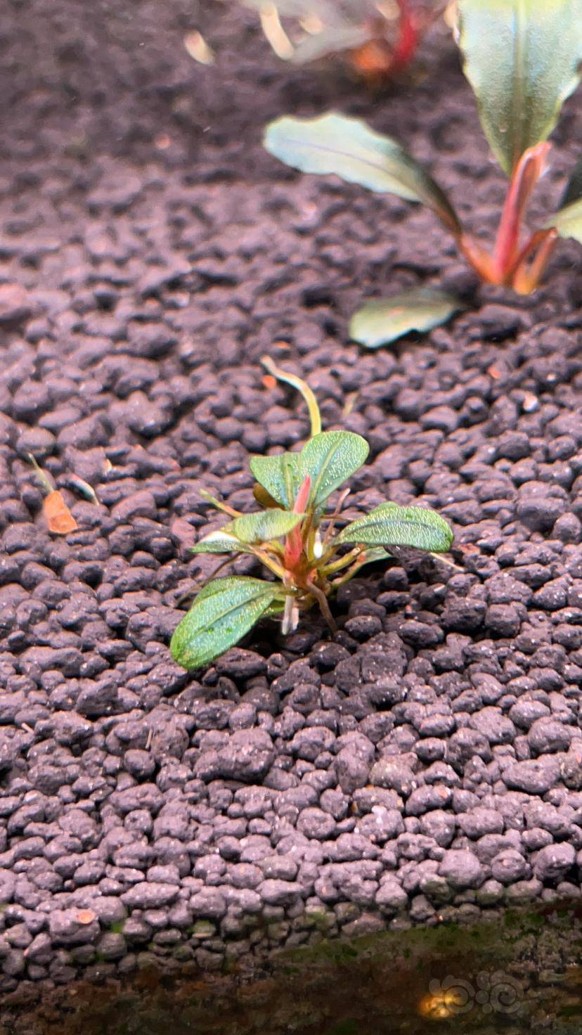 新手进:辣椒榕长绿斑藻到底该怎么办 ?-图1