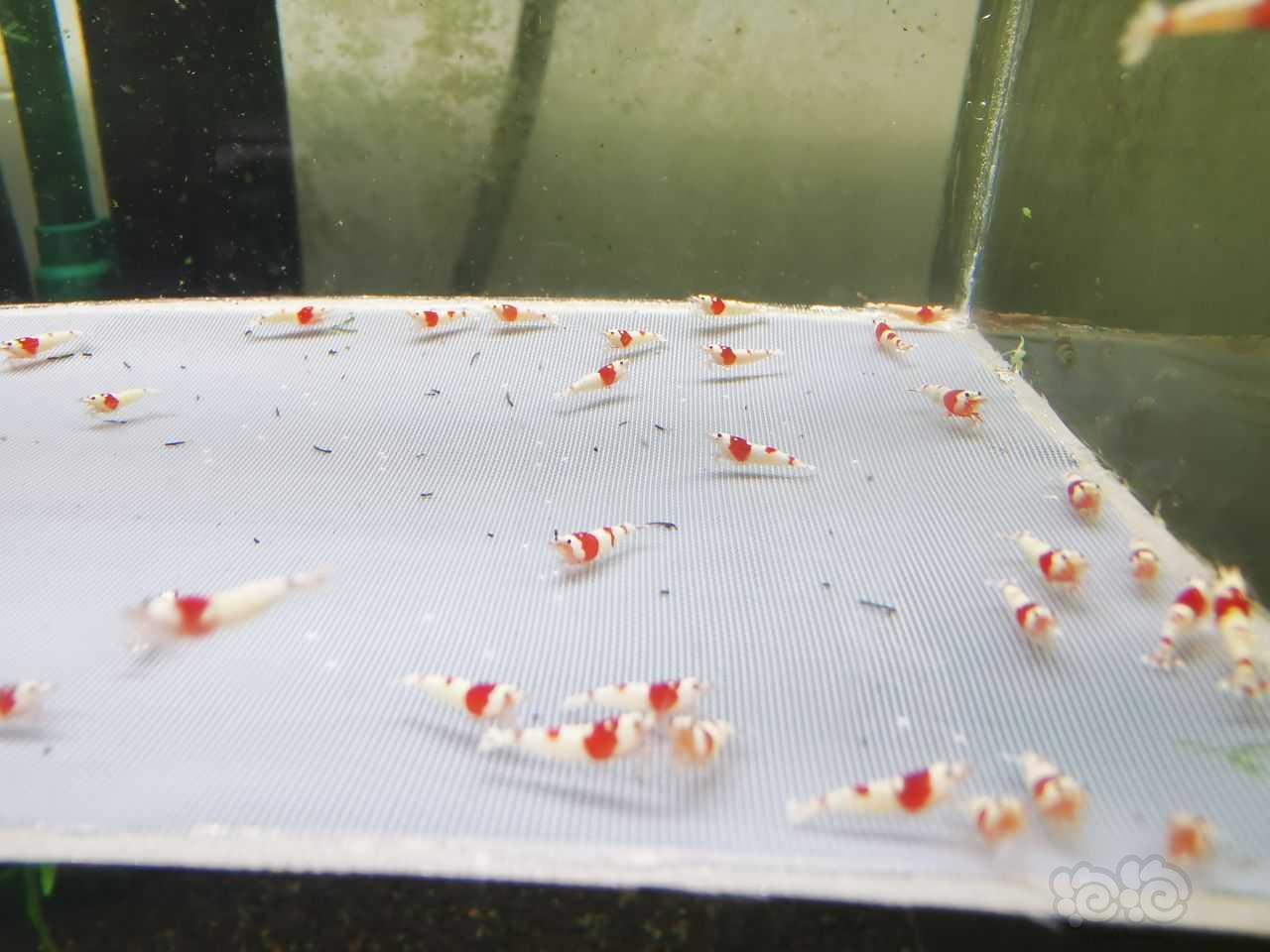 【水晶虾】出红白纯血水晶虾-图1