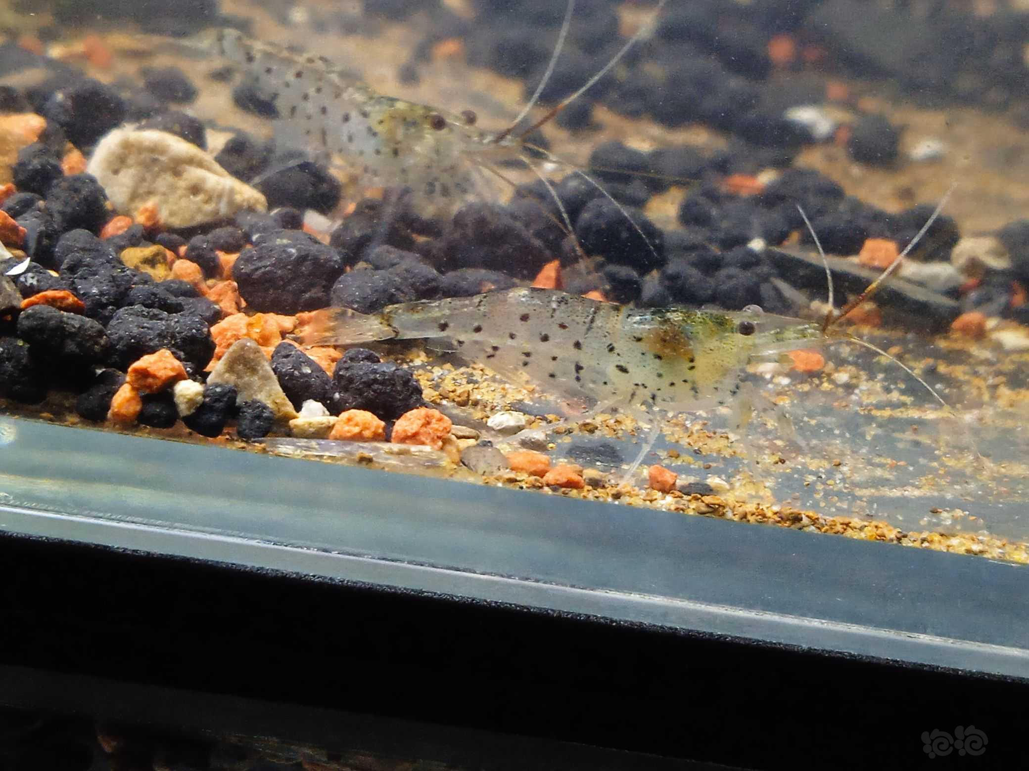 珍珠米虾-图3