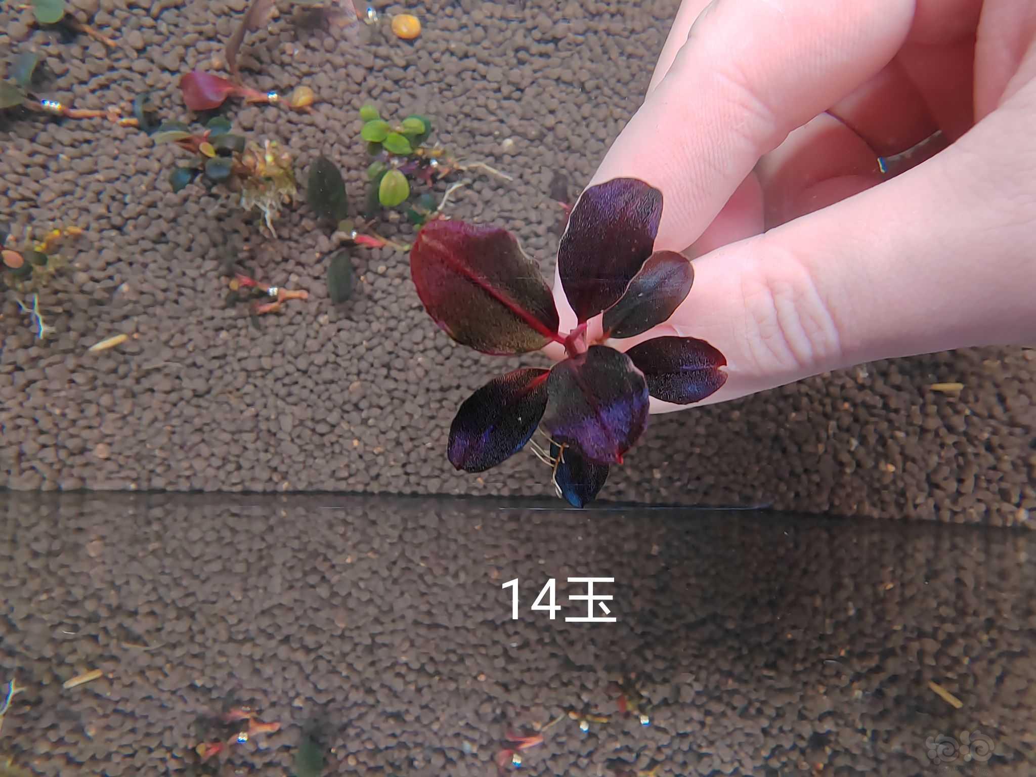 【水草】2022-12-12#RMB拍卖#  大象玉5颗，14玉，组-图2