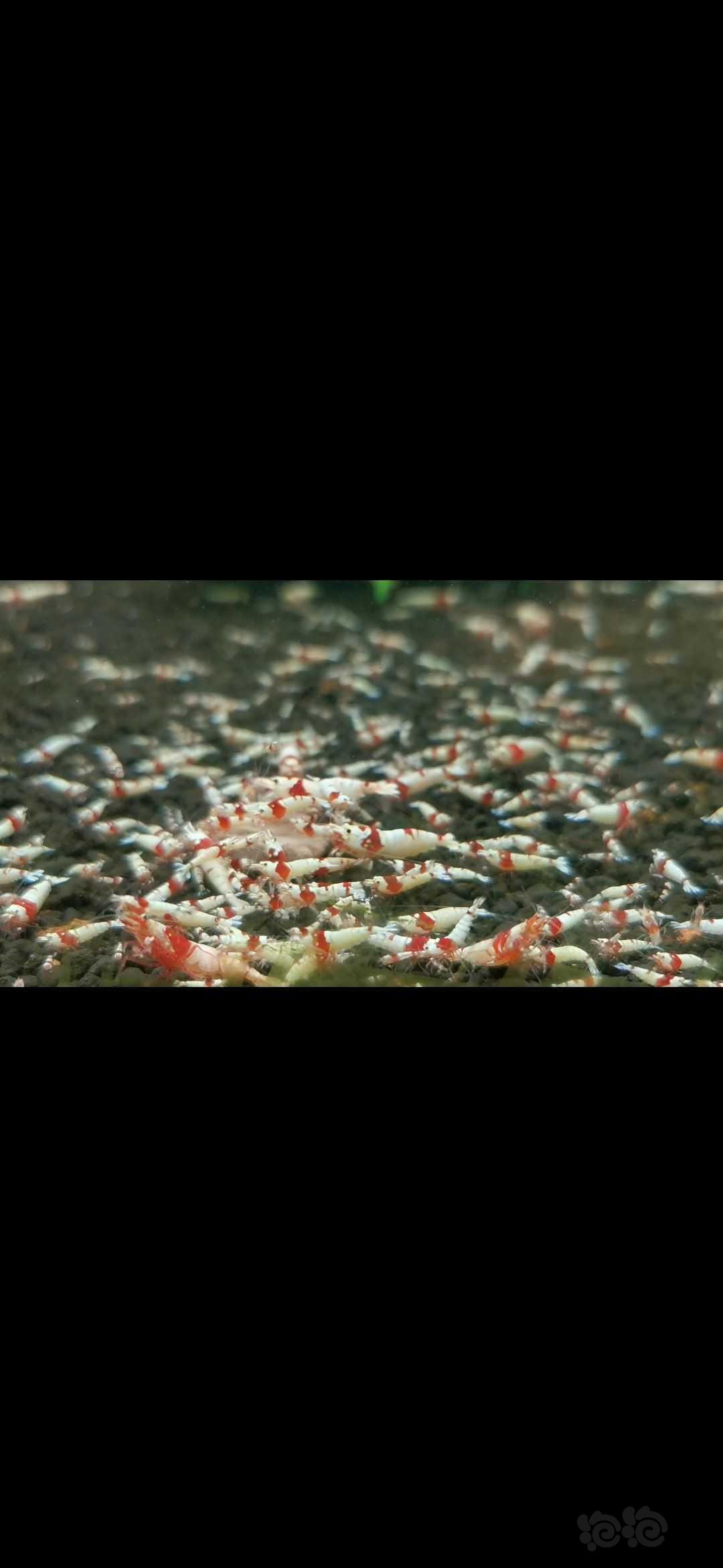 【水晶虾】出红白纯血水晶虾-图3
