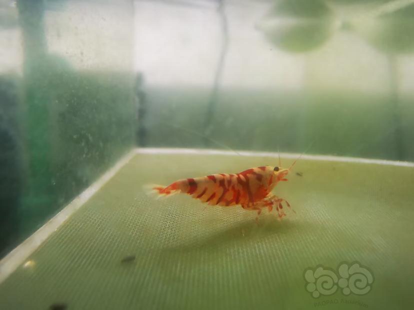 【虾】2022-12-31#RMB 拍卖红花虎两只-图1