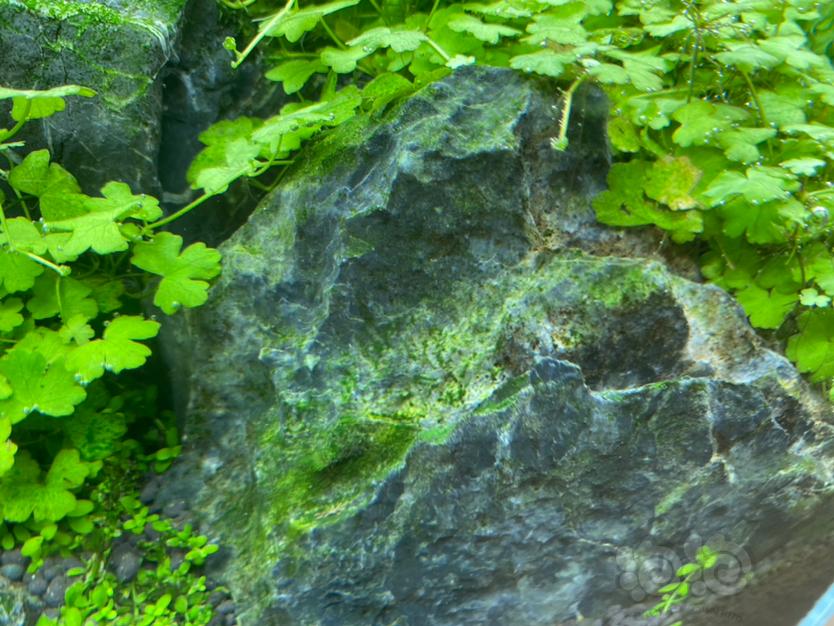 石头上的顽固绿斑藻如何清除？-图2
