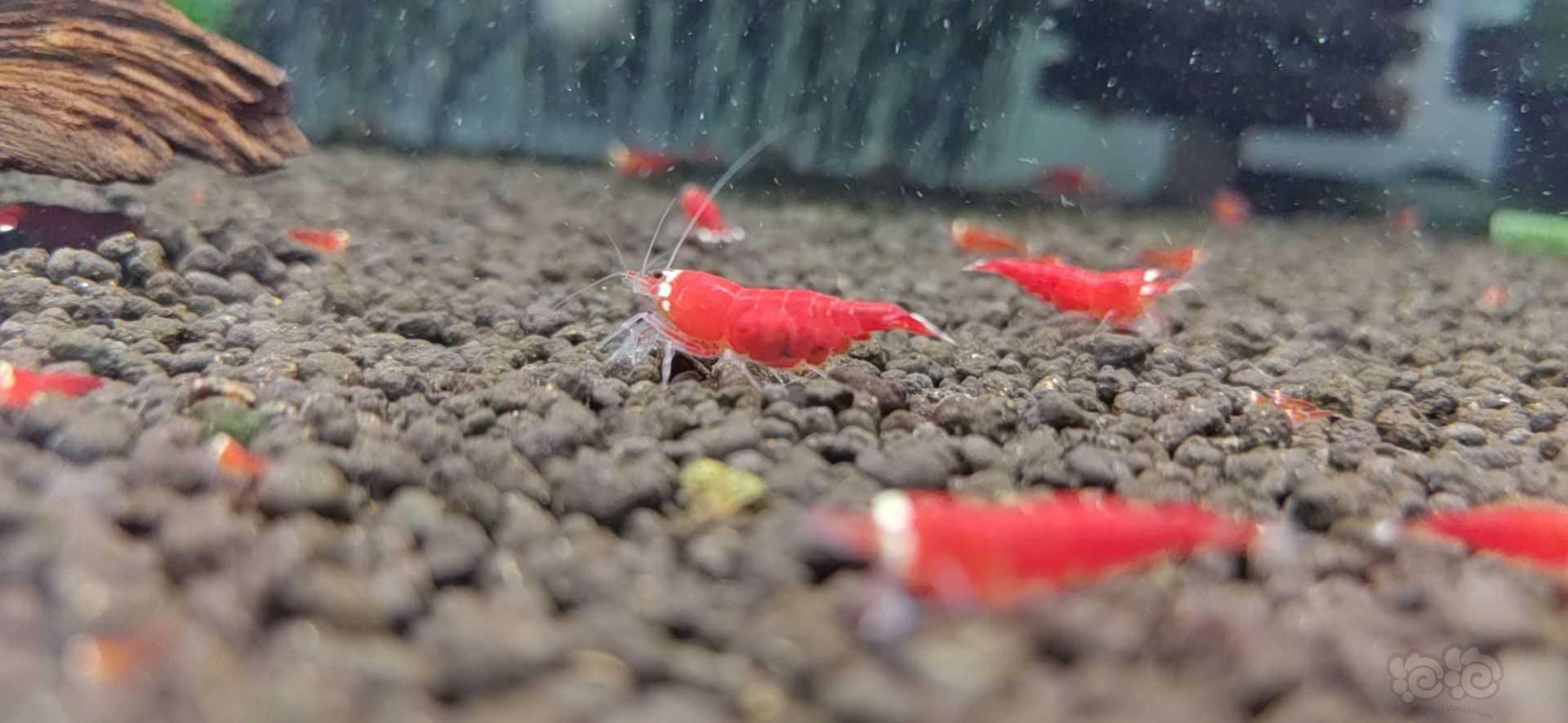 《圣诞红水晶虾》-图5