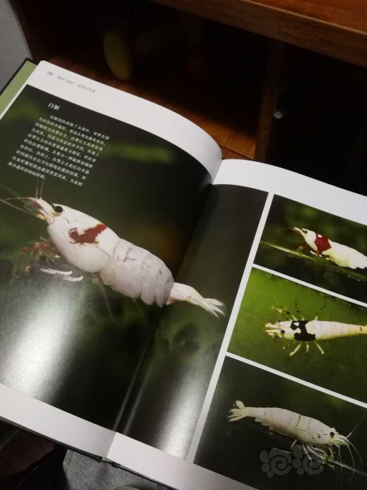 【用品】2022-12-31#RMB拍卖#全新《情迷水晶虾》书一本-图4