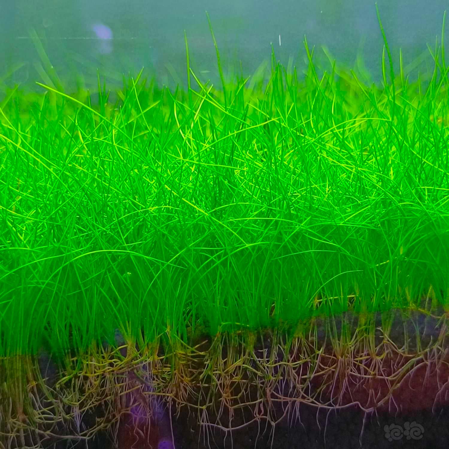 出高品质水草，无藻无螺，保证品质-图28