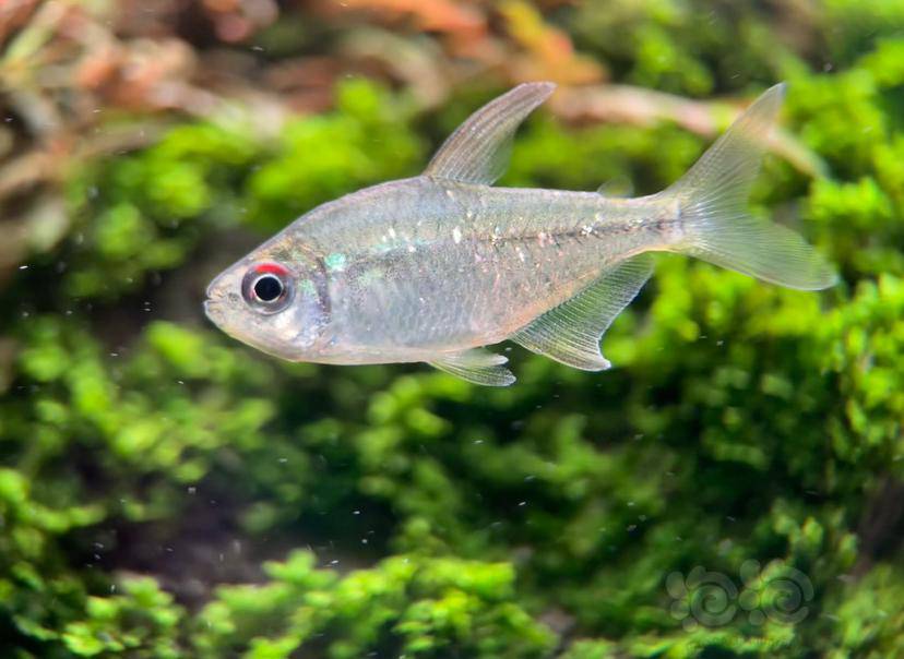 【灯科鱼】一些拍照拍照练习-图5