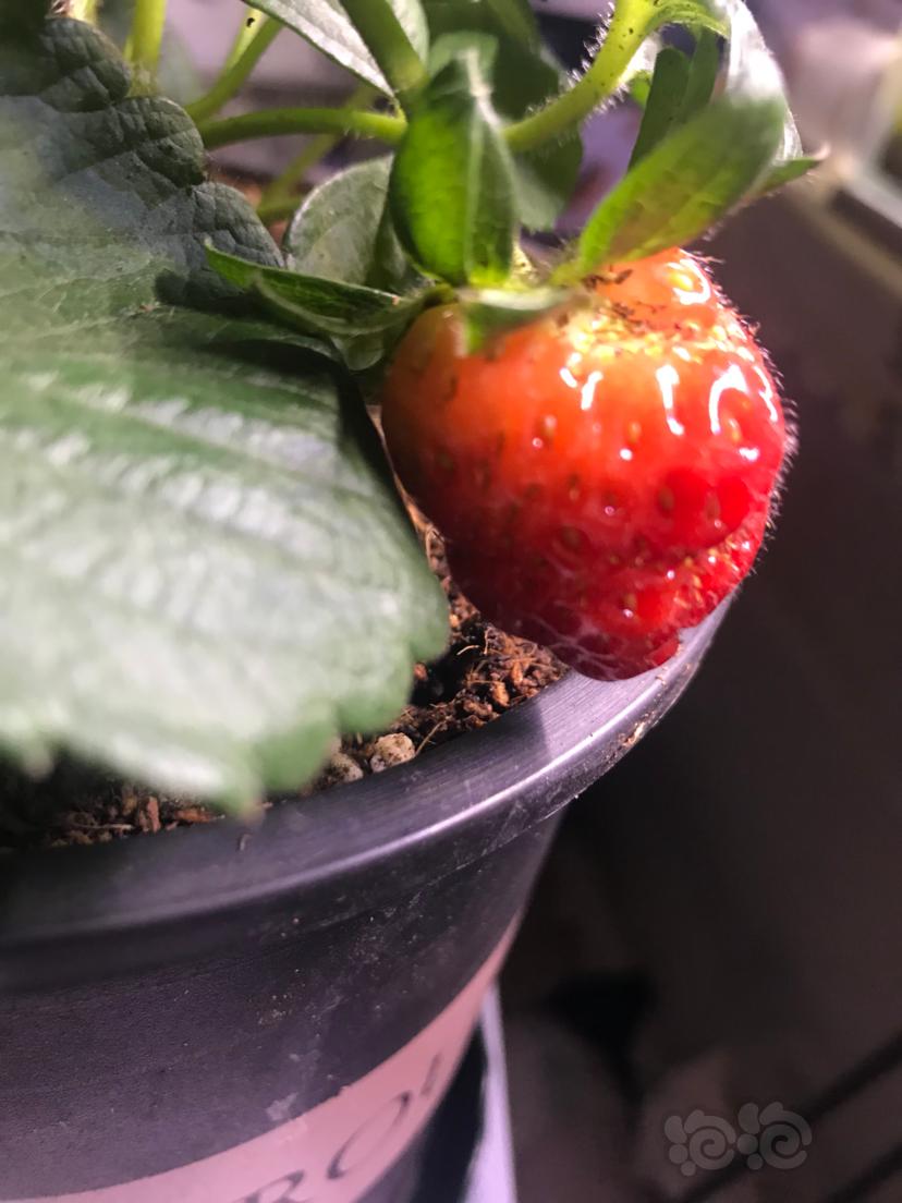 草莓🍓12-图1