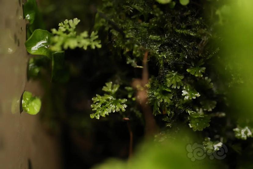 【苔藓】自然生长五个月的苔藓-图4