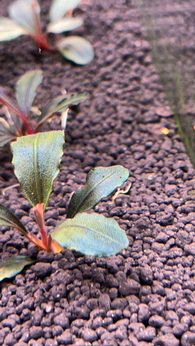 新手进:辣椒榕长绿斑藻到底该怎么办 ?-图2