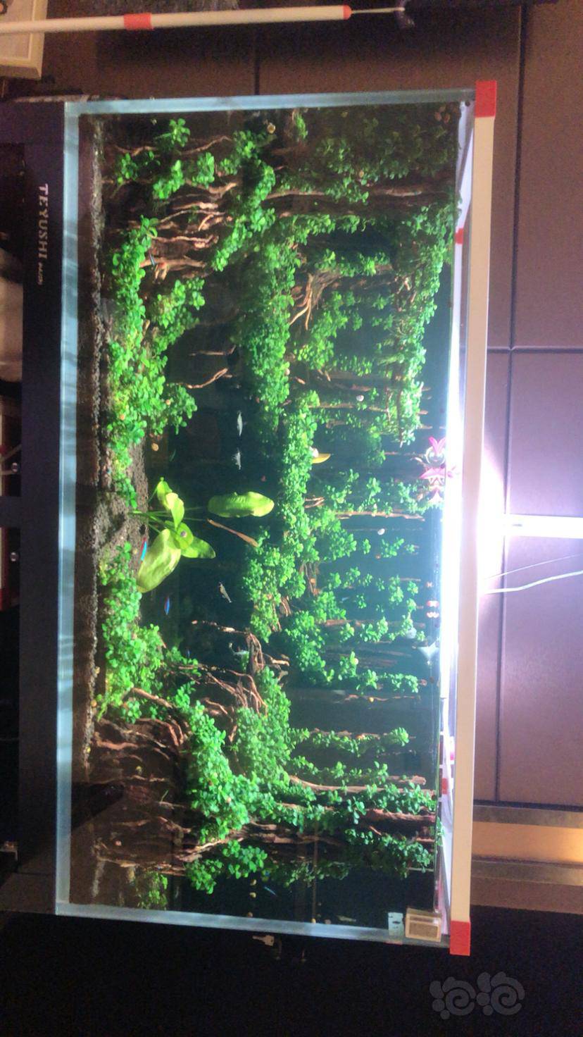 迷你榕造景太多了……-图2