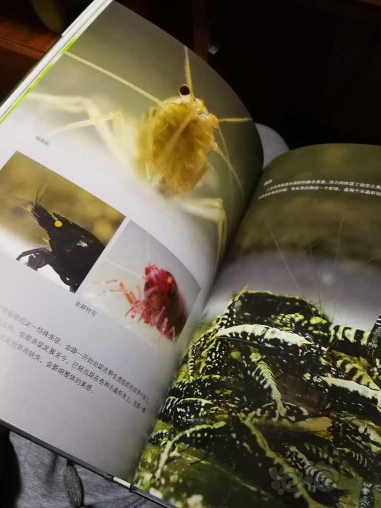 【用品】2022-12-6#RMB拍卖#《情迷水晶虾：鉴赏与养殖》书-图5