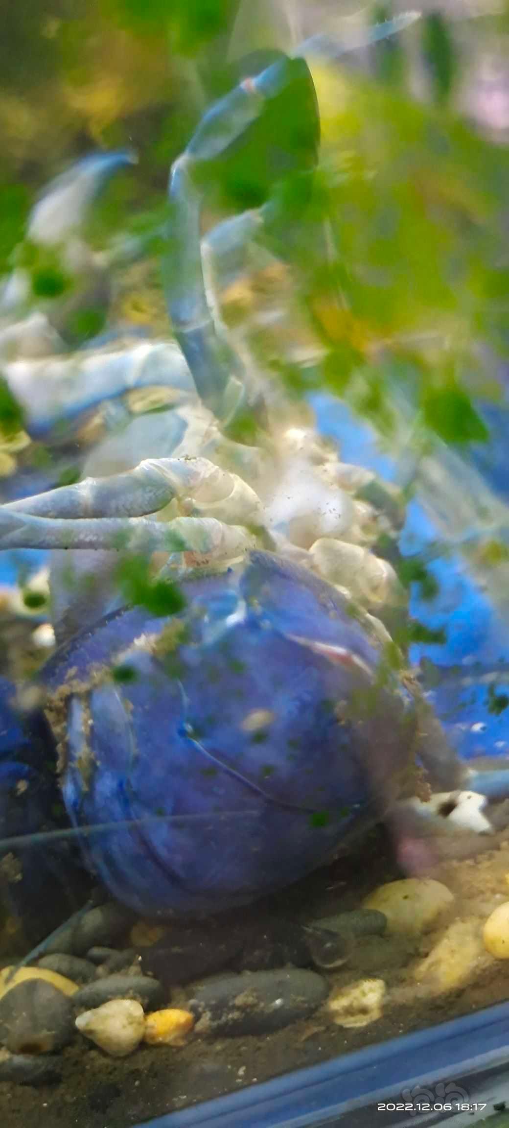 求助：天空蓝母虾肚子上出现白色絮状物，有人知道是什么情况么？-图1