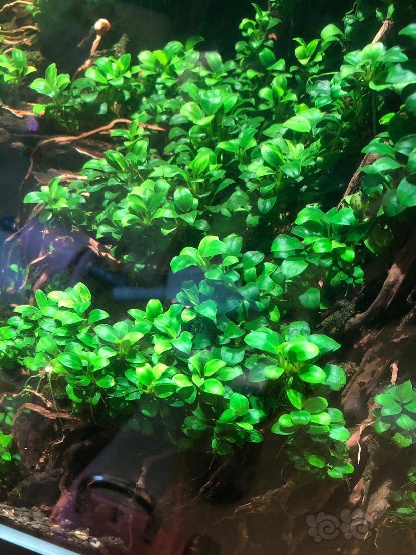 迷你榕造景太多了……-图1