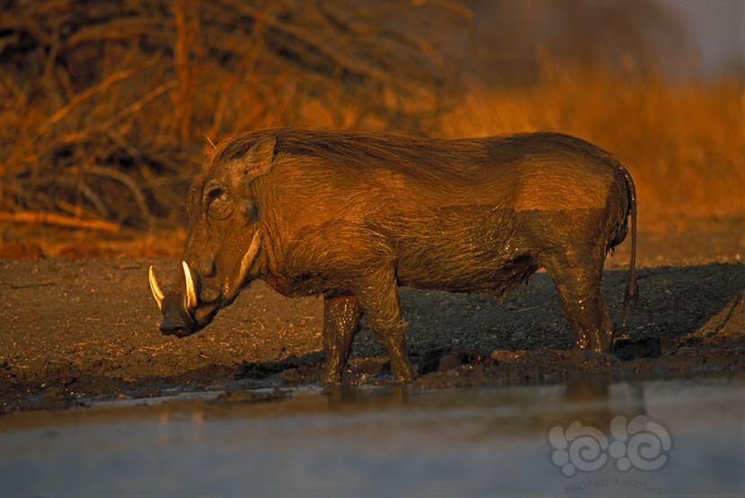非洲疣猪-图1