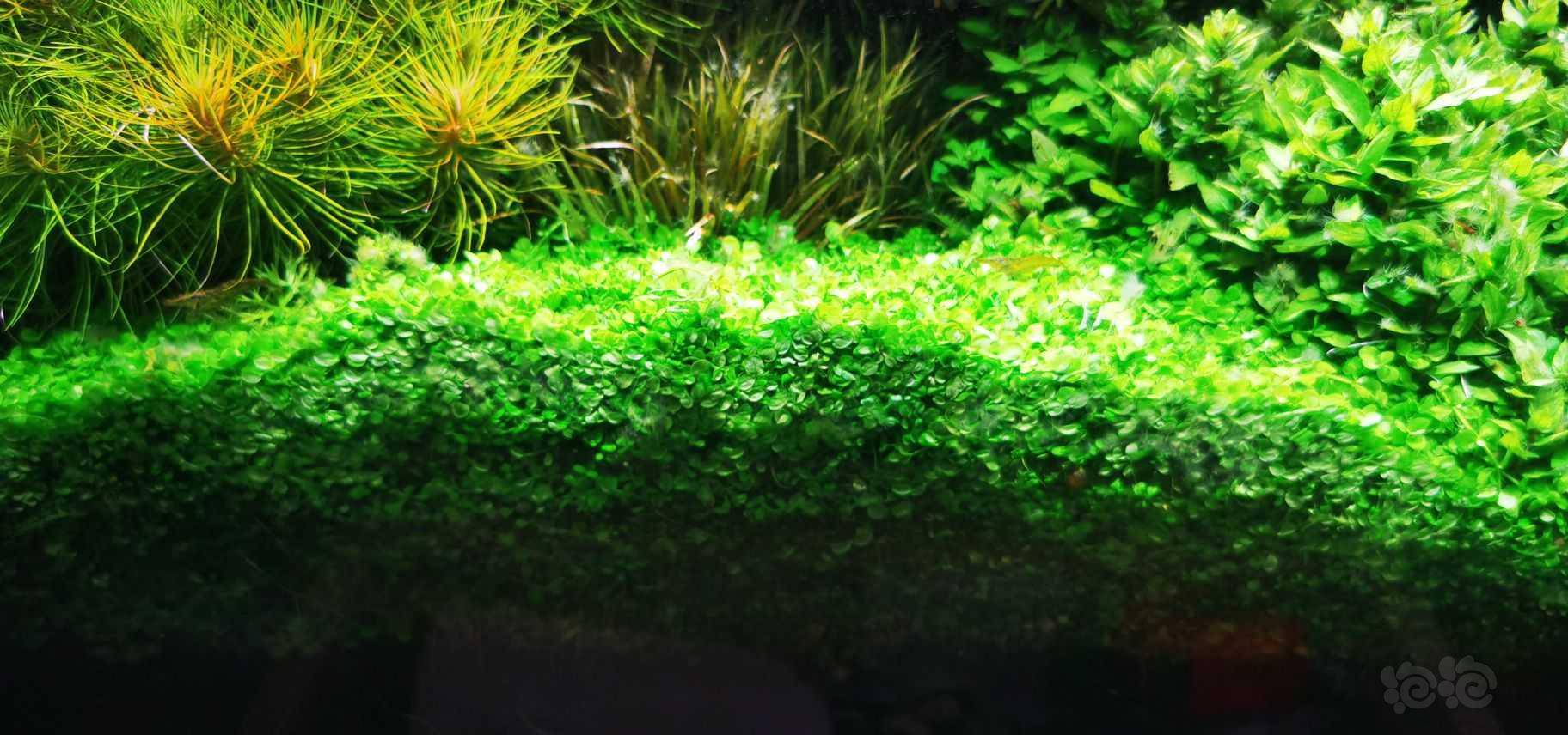 出超级水草之趴地矮珍珠,长沙发货,35元包邮-图4