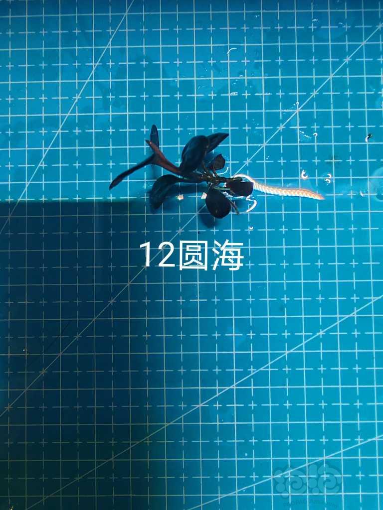 【水草】2023-01-9#RMB拍卖#  数码圆叶，绿心圆，等组合-图10