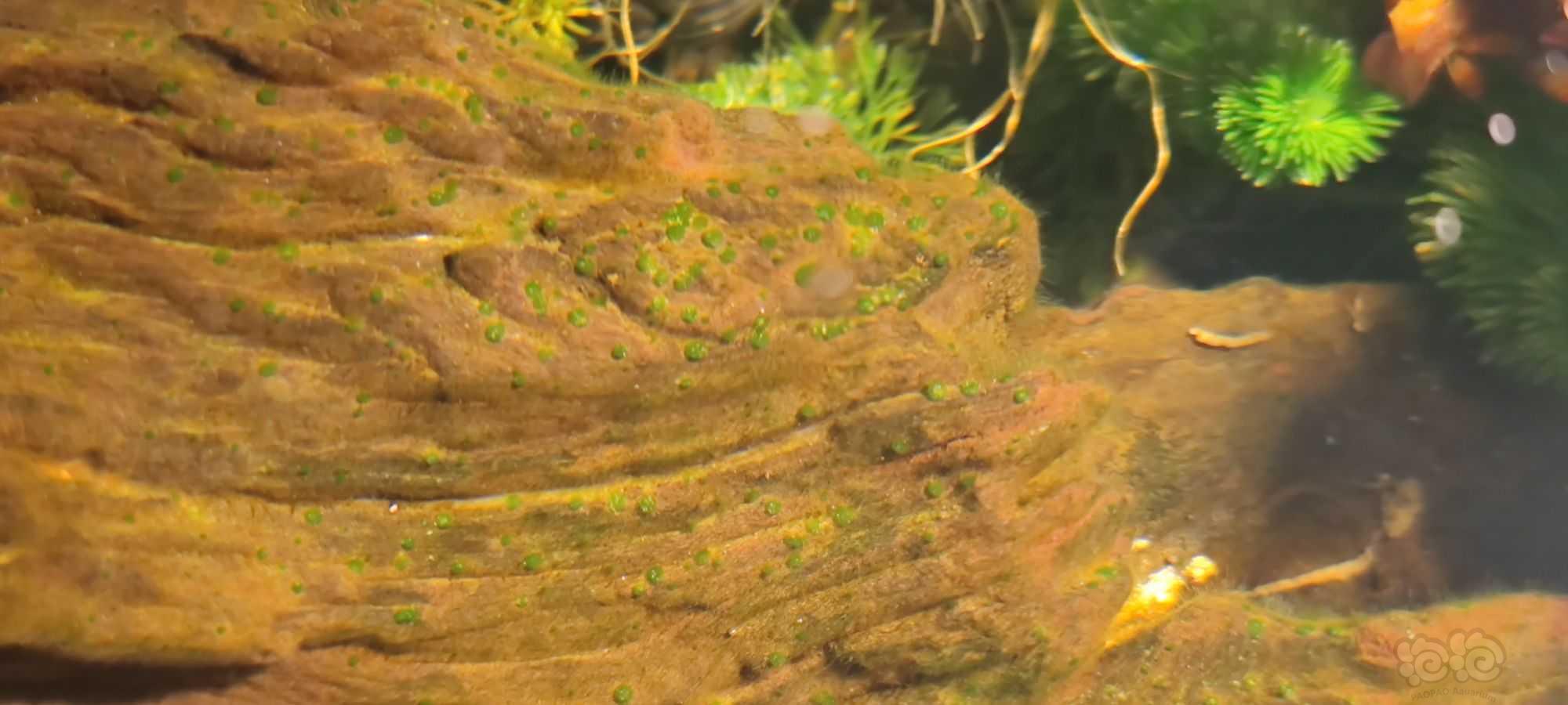 沉木上的藻-图2