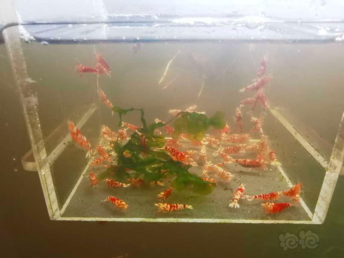 【虾】2023-01-30#RMB拍红花虎虾80只一份-图3