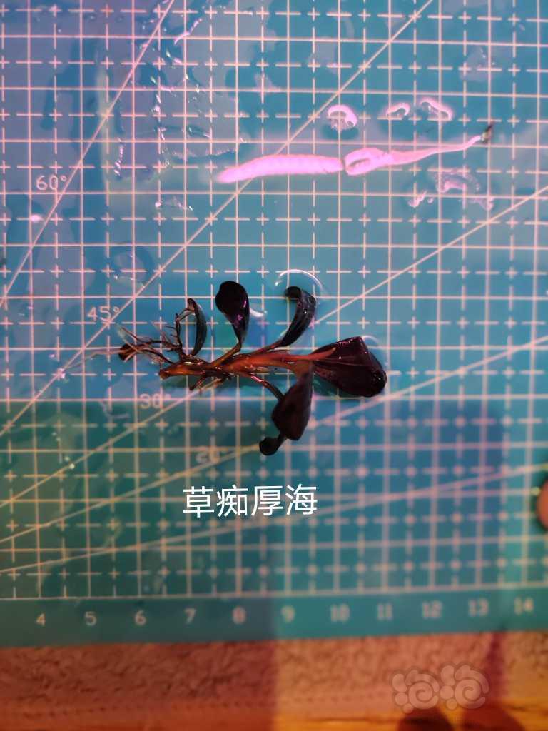 【水草】2023-01-9#RMB拍卖#  数码圆叶，绿心圆，等组合-图8