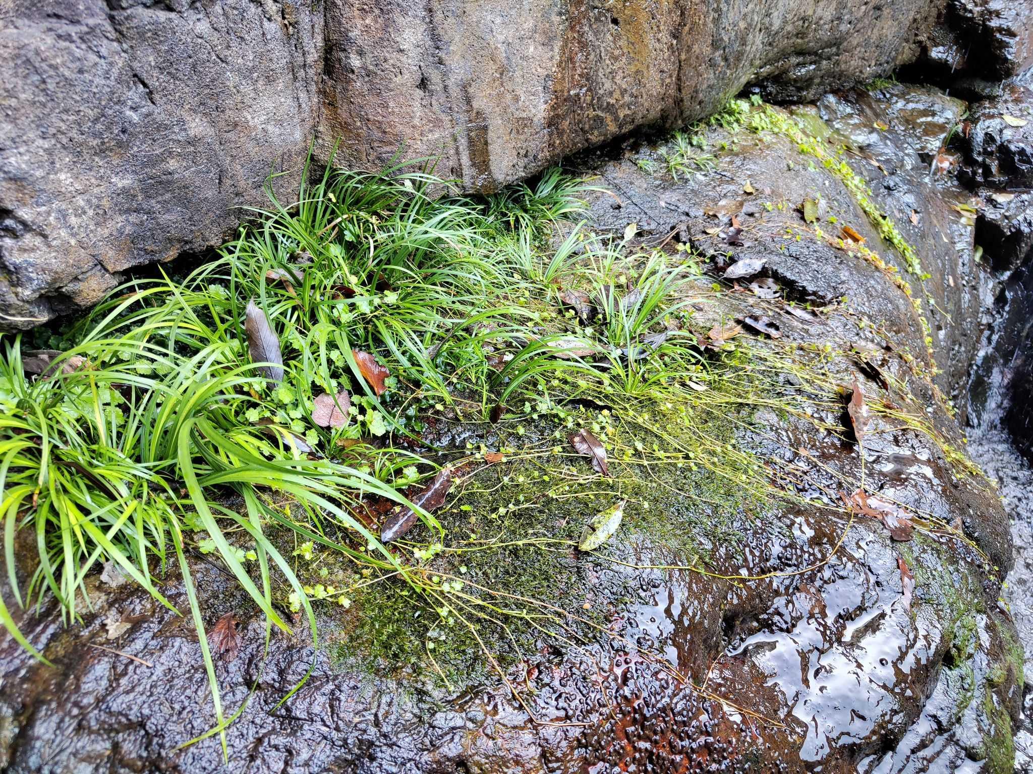 【微景观】天气晴好，出门挖苔藓和菖蒲-图1