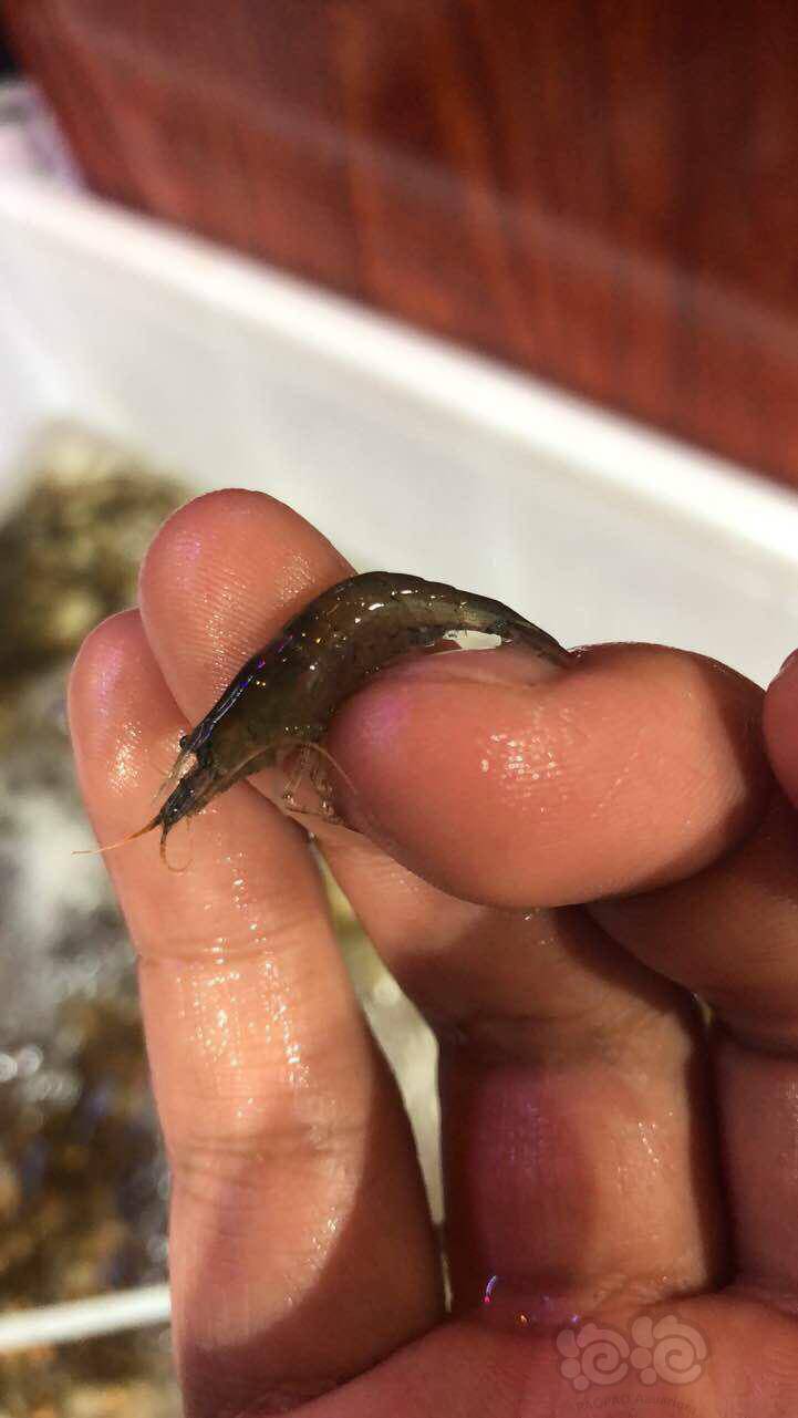 野生定水黑壳虾80元一斤包邮顺丰非偏远地区,按只价