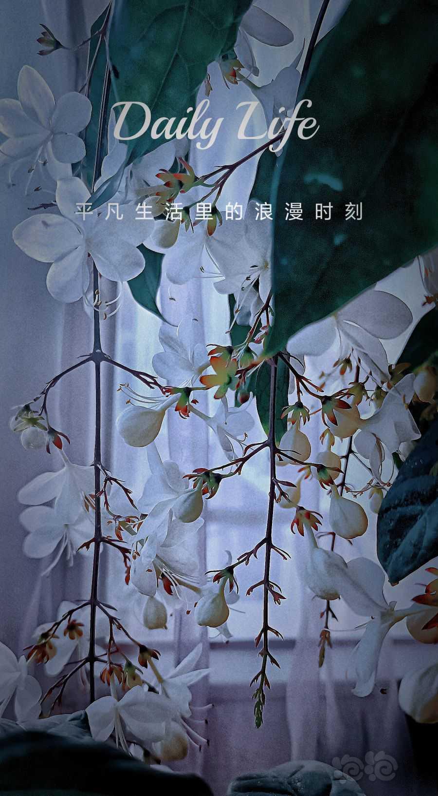 【盆栽】垂丝茉莉来花啦-图2