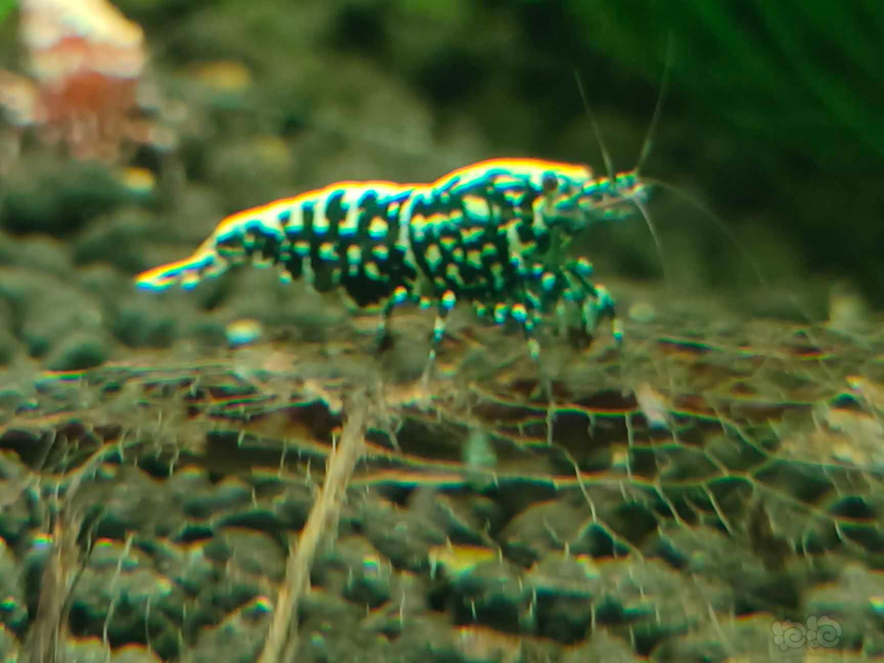 水晶虾-图5