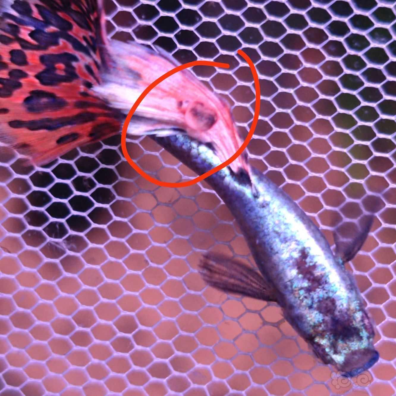 求帮看孔雀鱼鱼鳍上有类似泡/瘤一样的凸起-图2