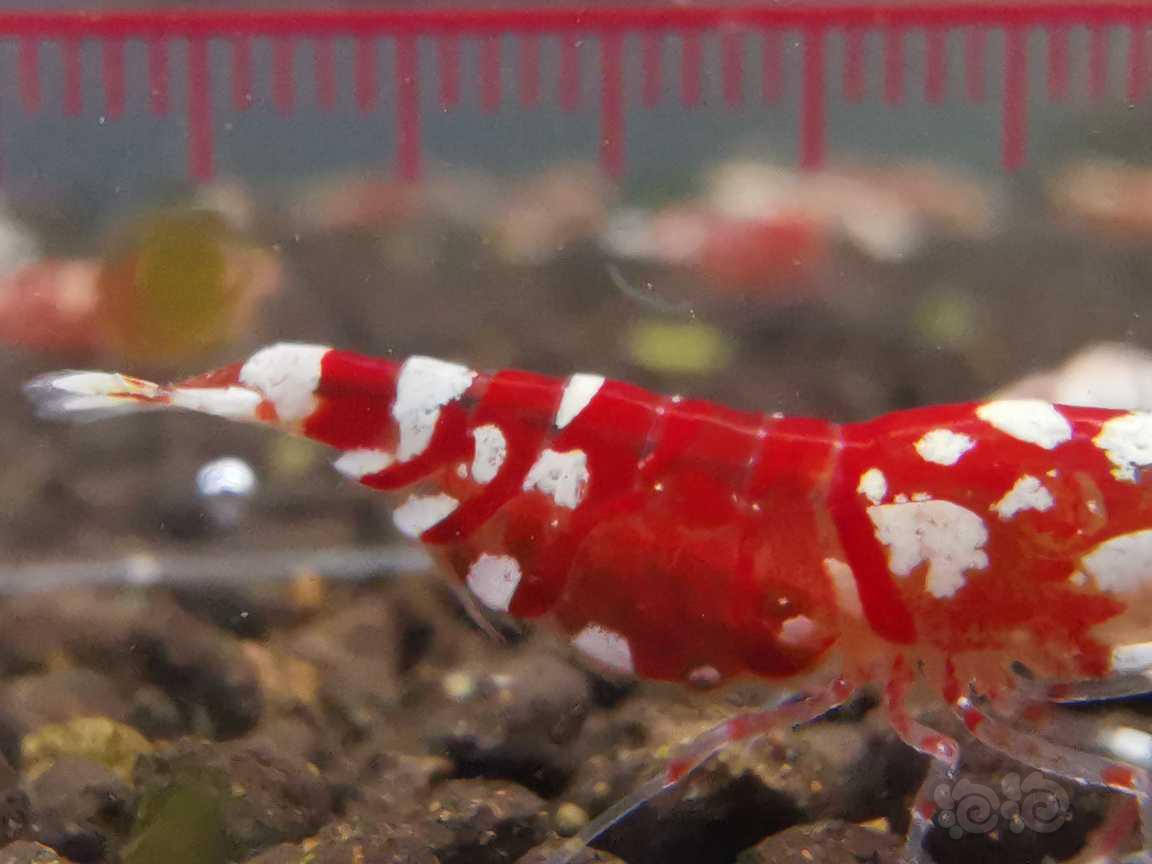 【虾】2023-01-08#RMB拍卖红宝石报卵母一只-图4