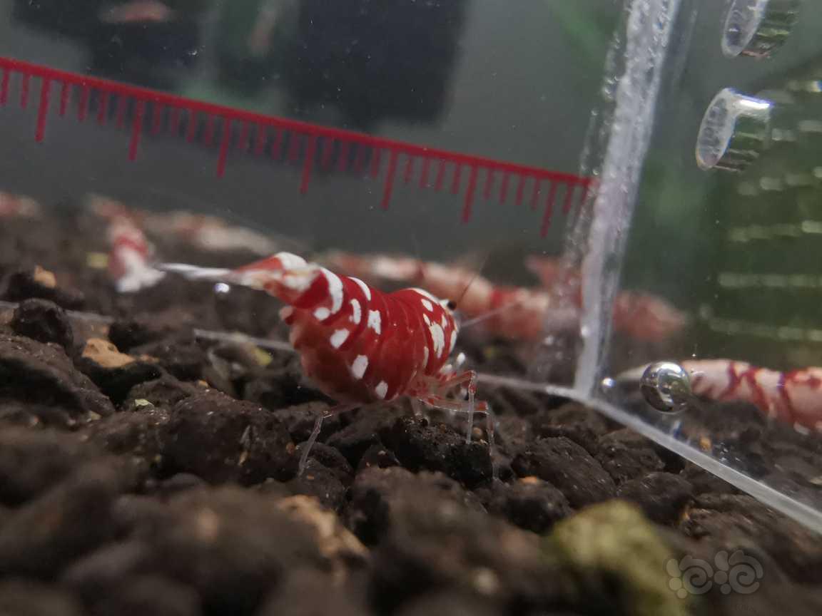 【虾】2023-01-08#RMB拍卖红宝石报卵母一只-图5