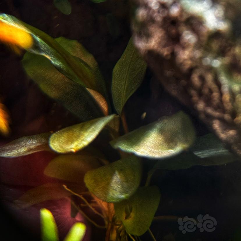 晒晒雨林缸里的辣椒榕-图8