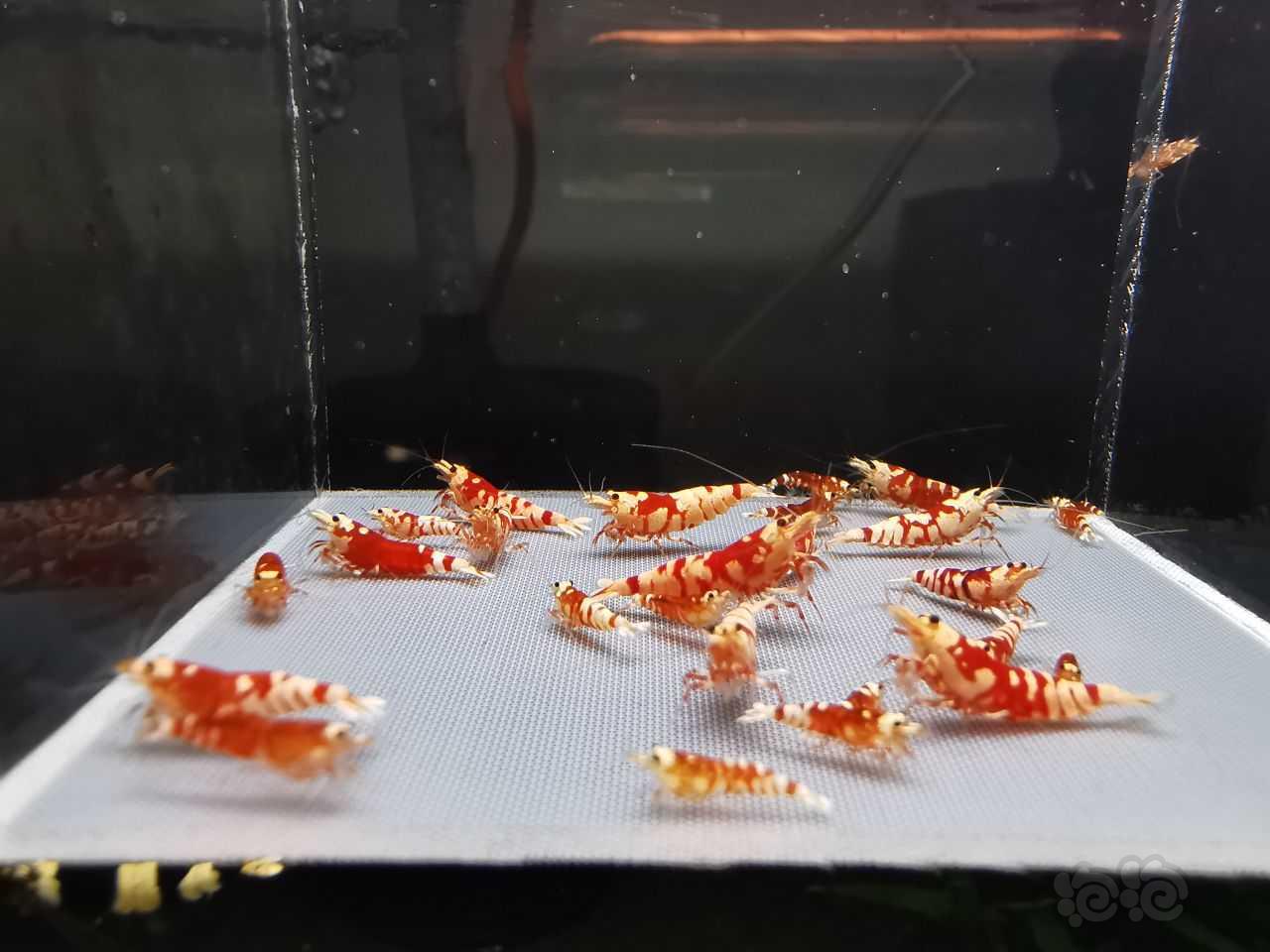 【水晶虾】出两组红花虎 翻缸这个血不养了-图4