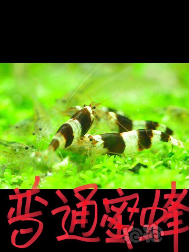新年养虾补番：水晶虾的“广东祖宗”—————蜜蜂虾🐝-图1