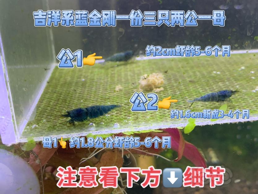 【虾】2023-1-8#RMB拍卖#吉洋蓝金刚一份3只-图1