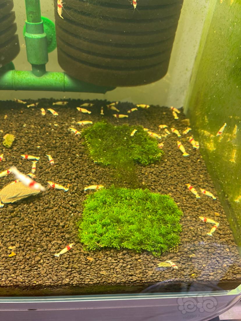 虾缸里的莫斯老长丝藻怎么处理-图1