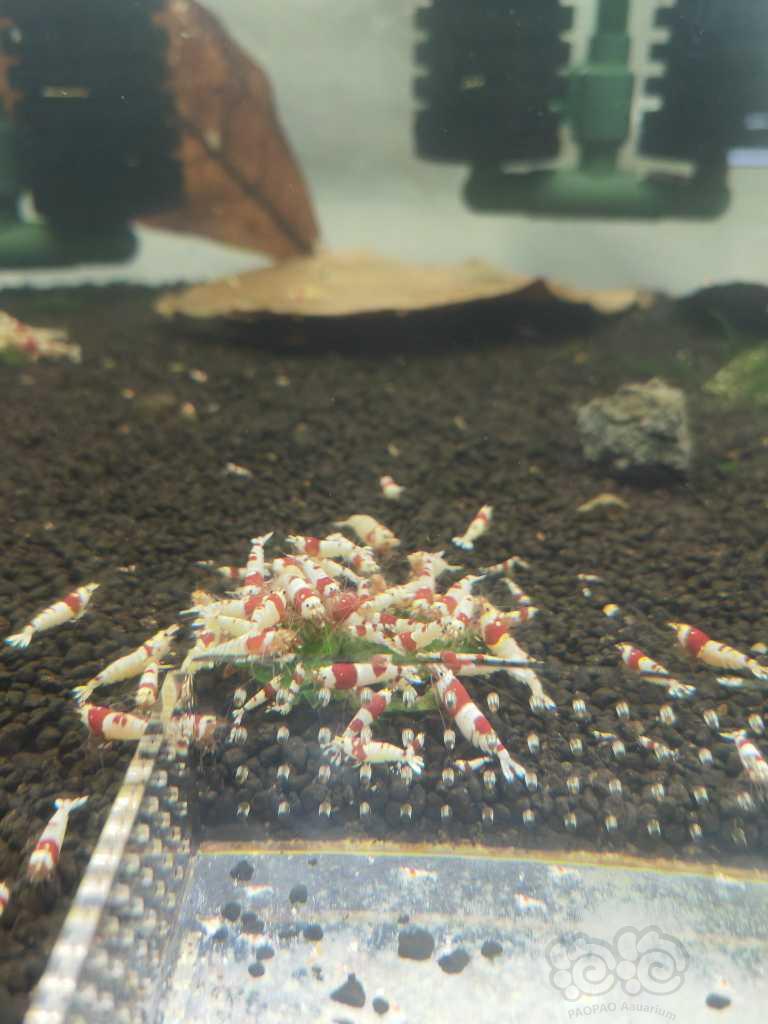 【水晶虾】出红白水晶虾-图5