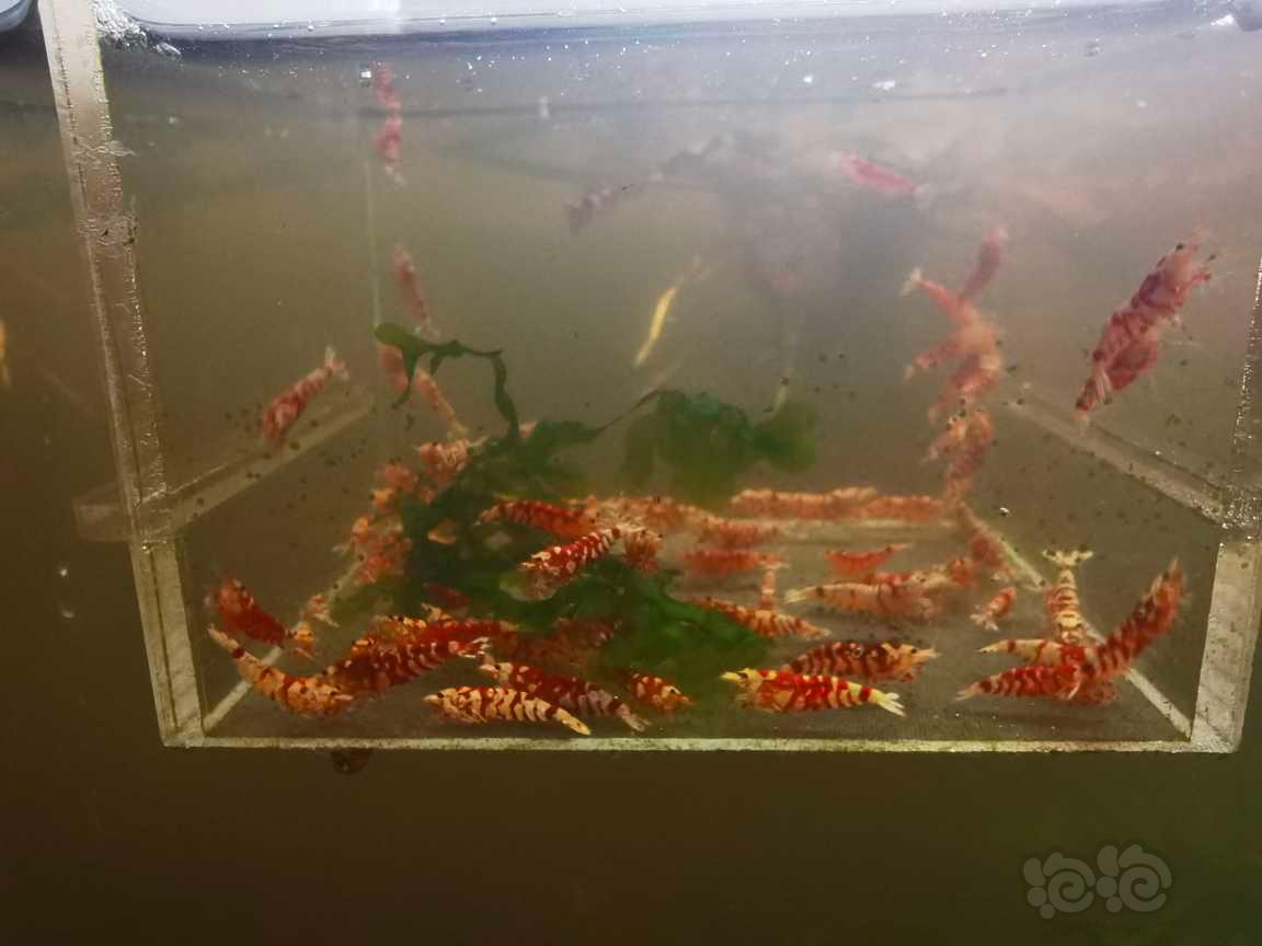 【虾】2023-01-30#RMB拍红花虎虾80只一份-图2