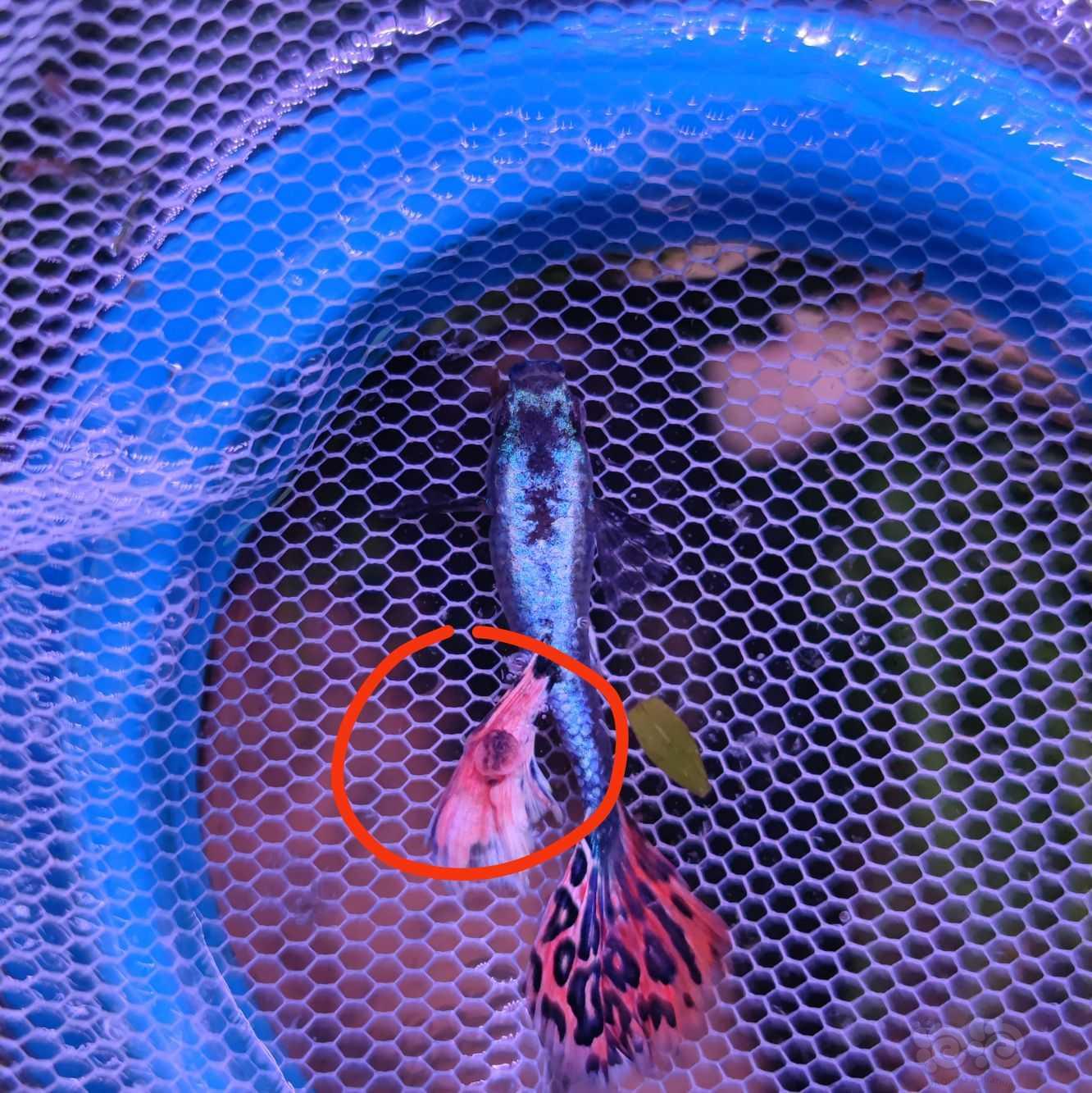 求帮看孔雀鱼鱼鳍上有类似泡/瘤一样的凸起-图1