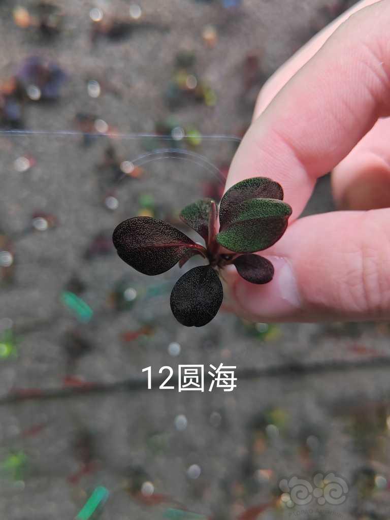 【水草】2023-01-9#RMB拍卖#  数码圆叶，绿心圆，等组合-图6
